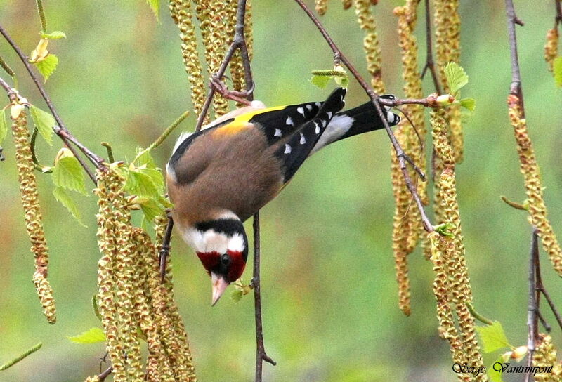 Chardonneret élégant, régime