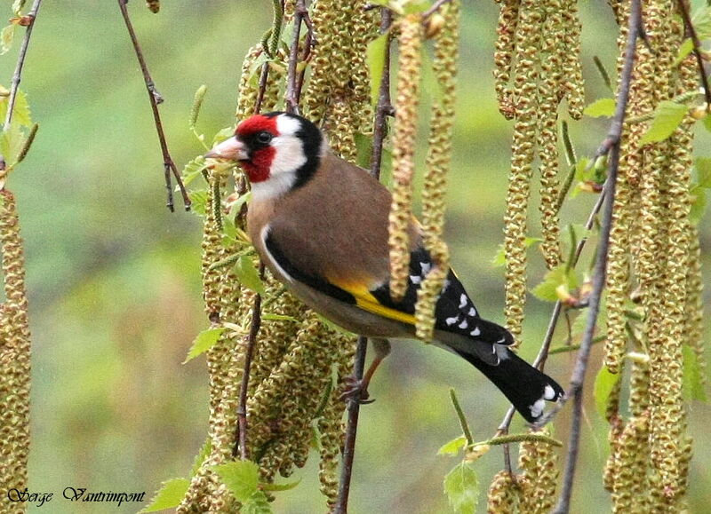 European Goldfinch, feeding habits