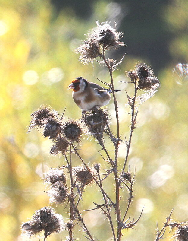 European Goldfinch