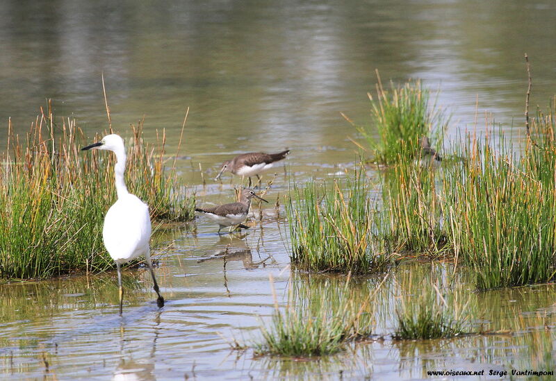 Green Sandpiper adult, feeding habits, Behaviour