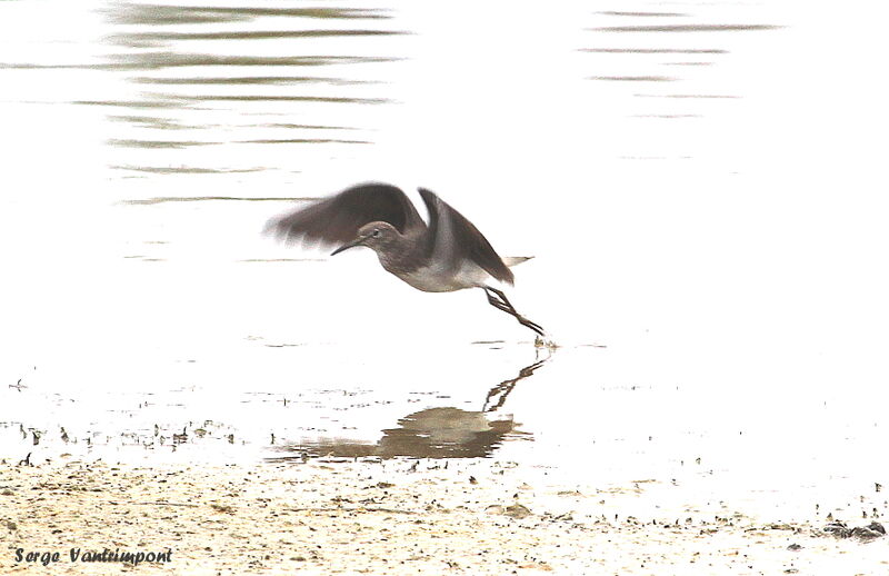 Green Sandpiper