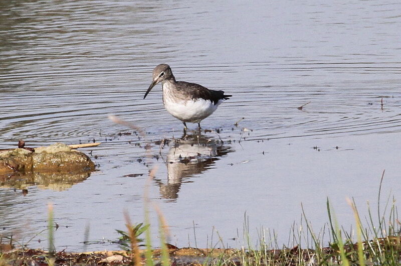 Green Sandpiperadult, Behaviour