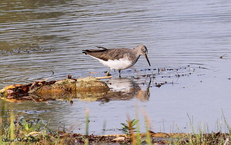 Green Sandpiperadult, Behaviour