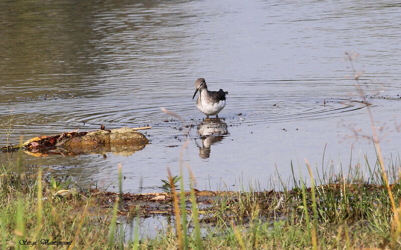 Green Sandpiperadult, Behaviour