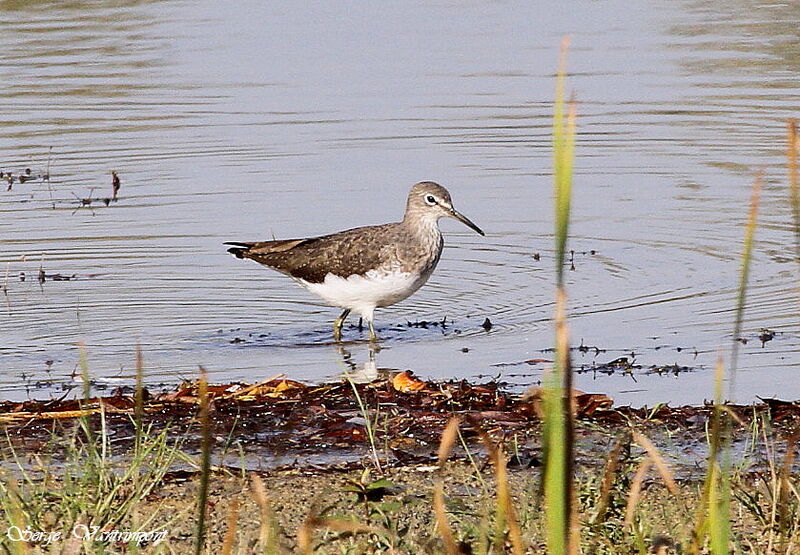 Green Sandpiper