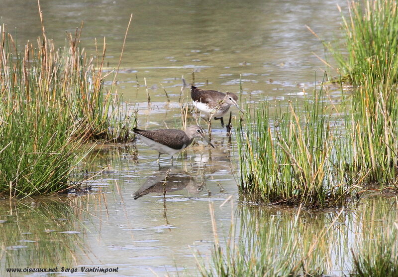 Green Sandpiper adult, Behaviour