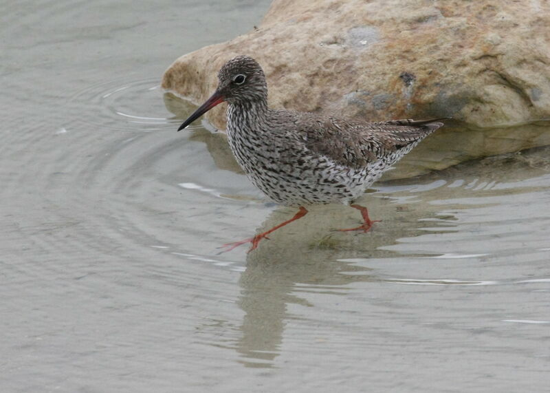 Common Redshankadult, identification, Behaviour