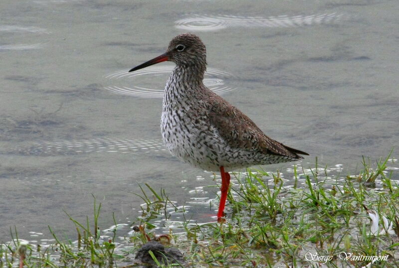 Common Redshankadult, identification, Behaviour