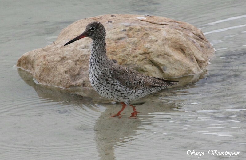 Common Redshankadult, identification, Behaviour