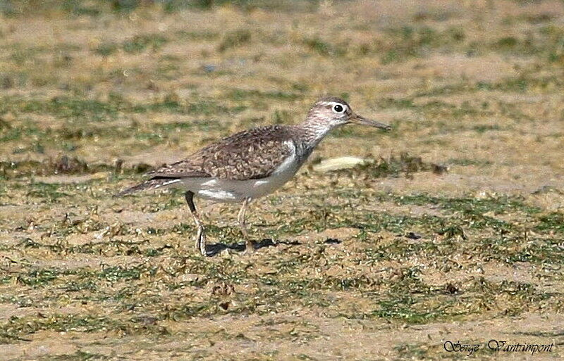 Chevalier guignetteadulte, identification