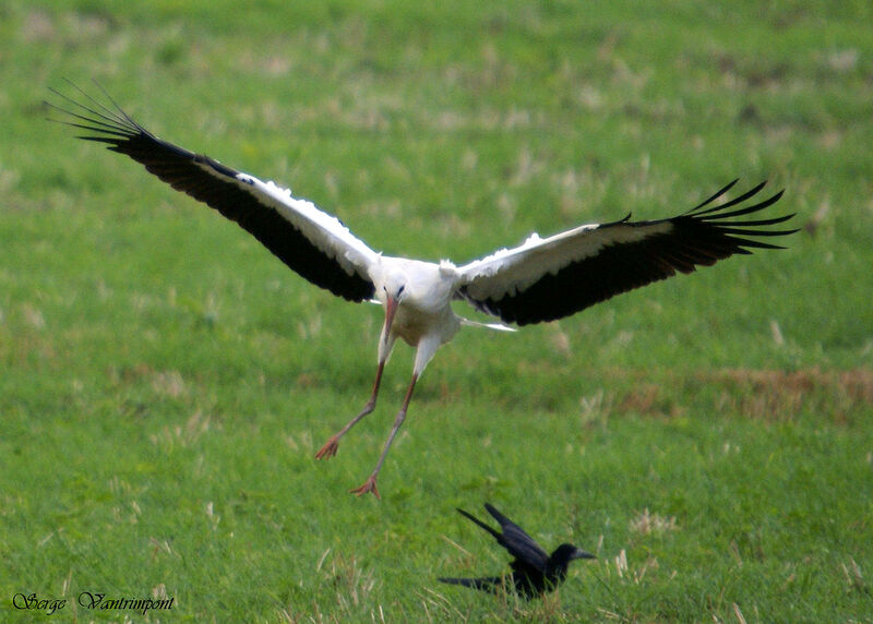 White Stork, Flight