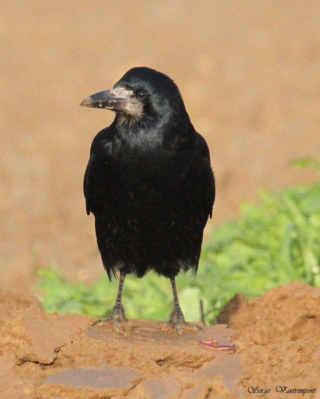 Rookadult, feeding habits, Behaviour