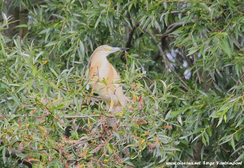 Crabier cheveluadulte, identification, Comportement