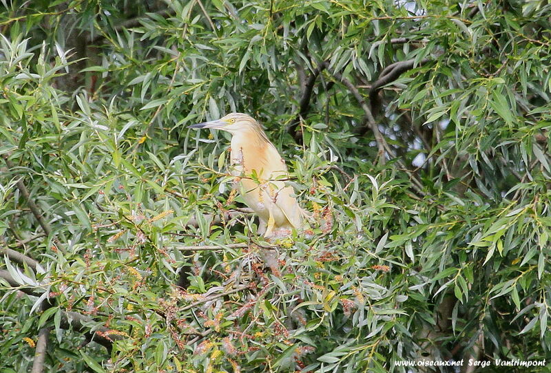 Squacco Heronadult, identification, Behaviour