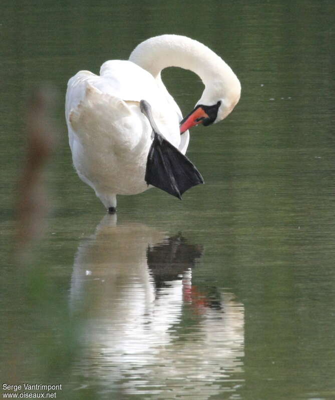 Cygne tuberculéadulte, soins, Comportement