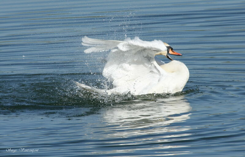 Mute Swanadult, Behaviour