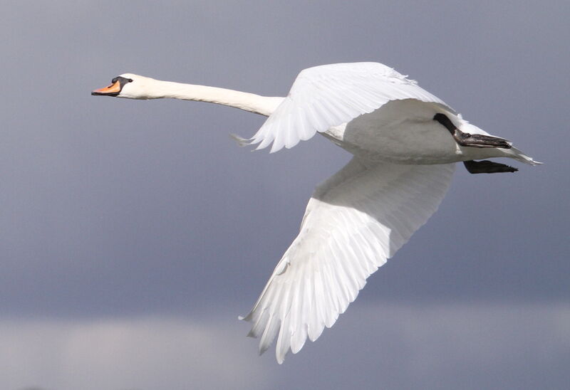 Mute Swanadult, Flight