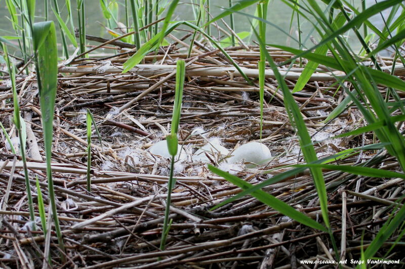 Cygne tuberculé, Nidification