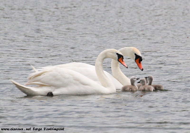 Cygne tuberculé 1ère année, Nidification, Comportement