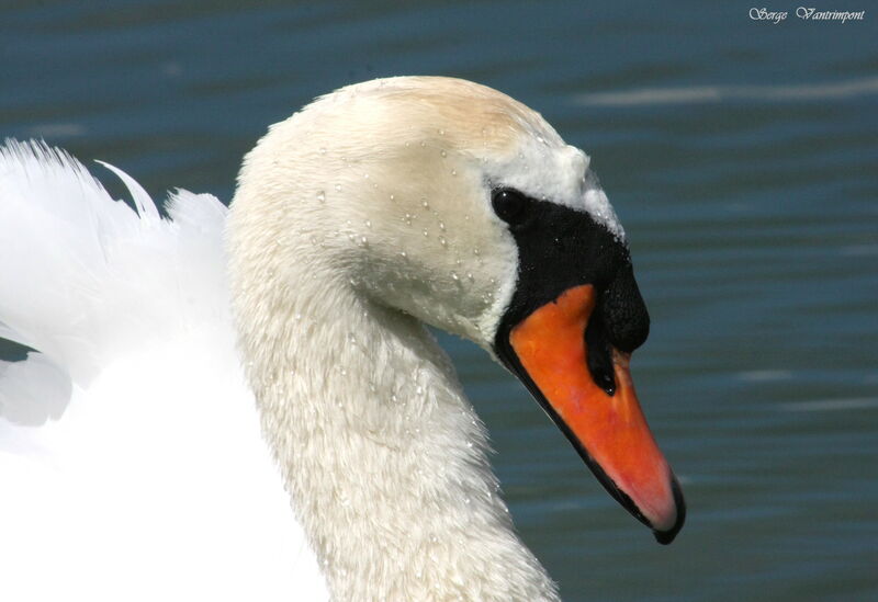 Mute Swanadult, Behaviour