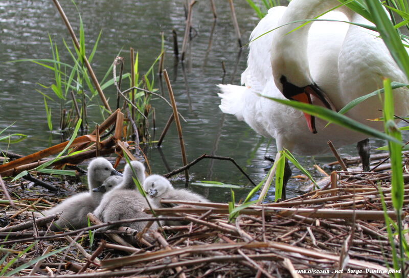 Cygne tuberculé femelle 1ère année, Nidification