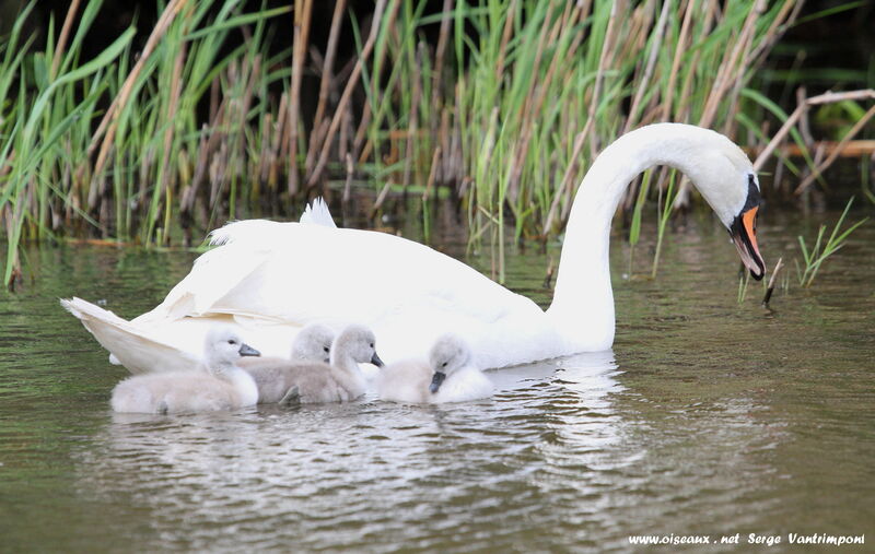 Cygne tuberculé femelle 1ère année, Nidification, Comportement