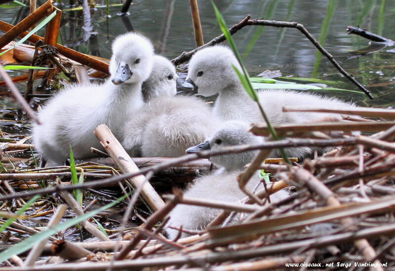 Cygne tuberculé1ère année