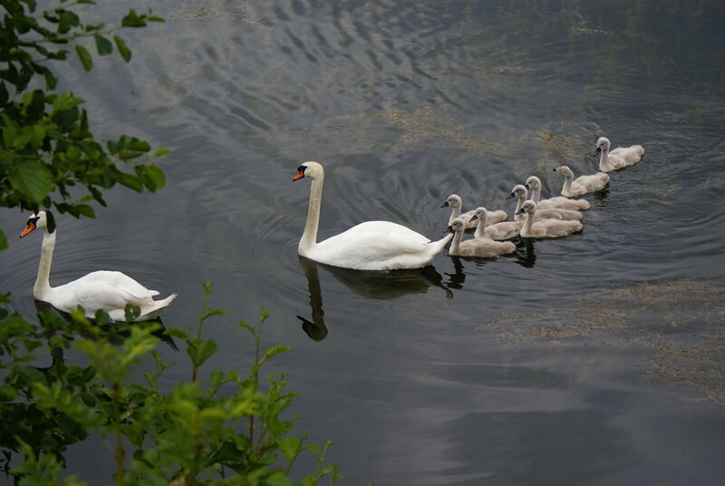 Mute Swan adult, Reproduction-nesting