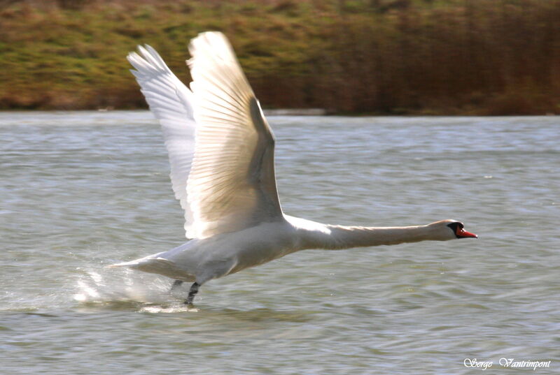 Mute Swanadult, Flight