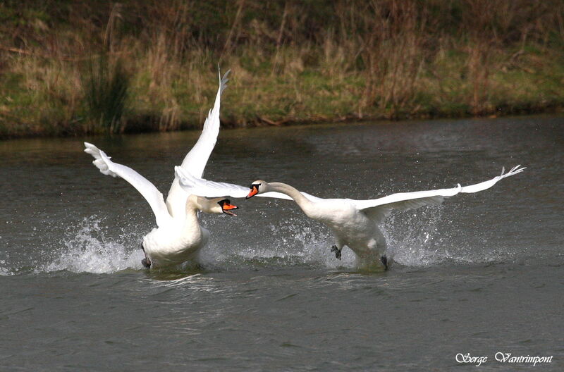 Mute Swan male adult, Flight