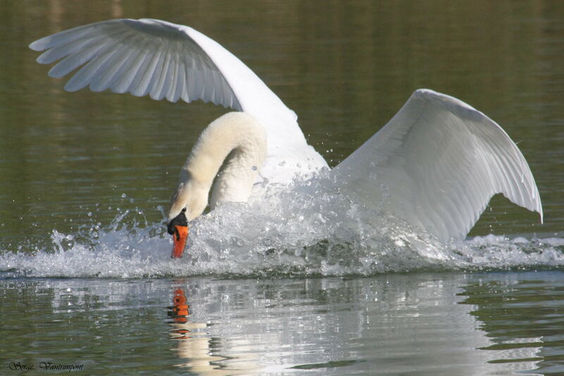 Mute Swanadult, Flight