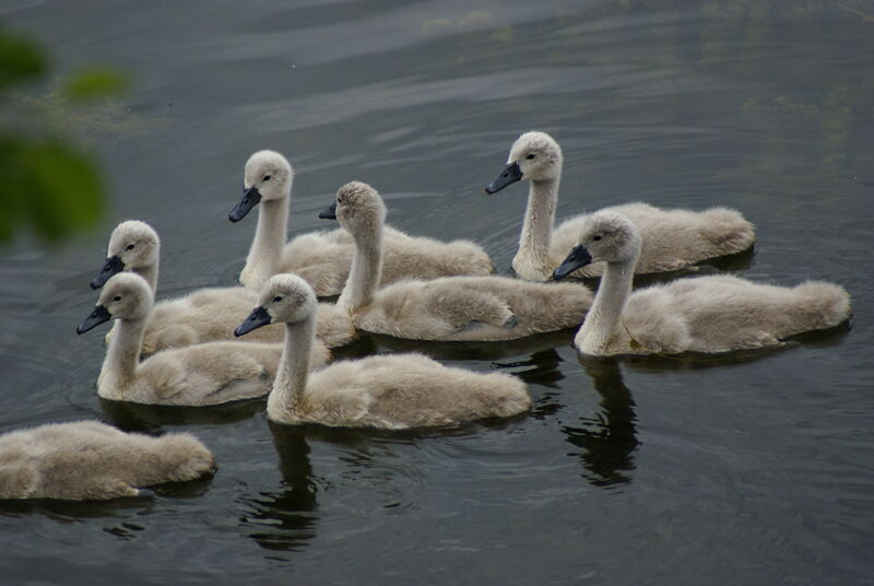 Cygne tuberculé1ère année, Nidification