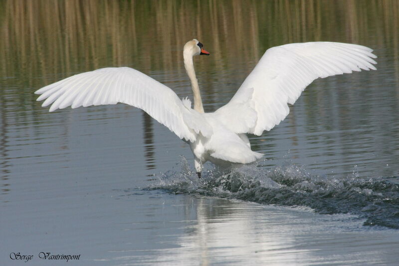 Mute Swanadult, Flight