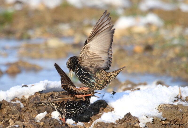 Common Starling , Behaviour