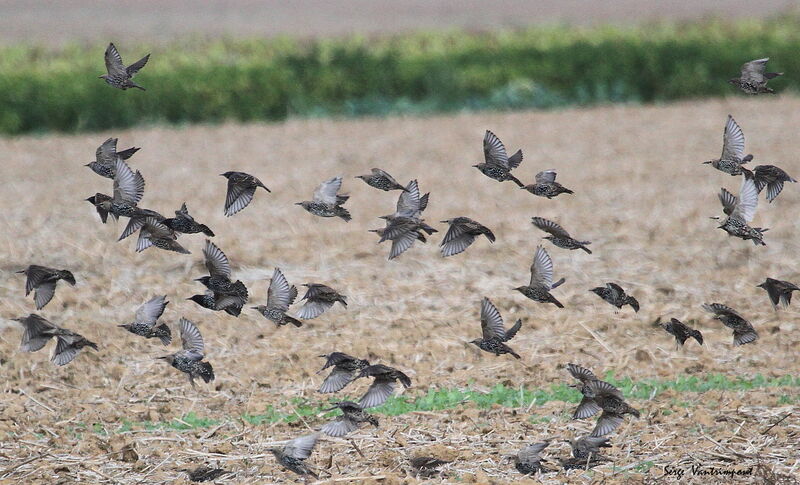 Common Starlingadult, Flight