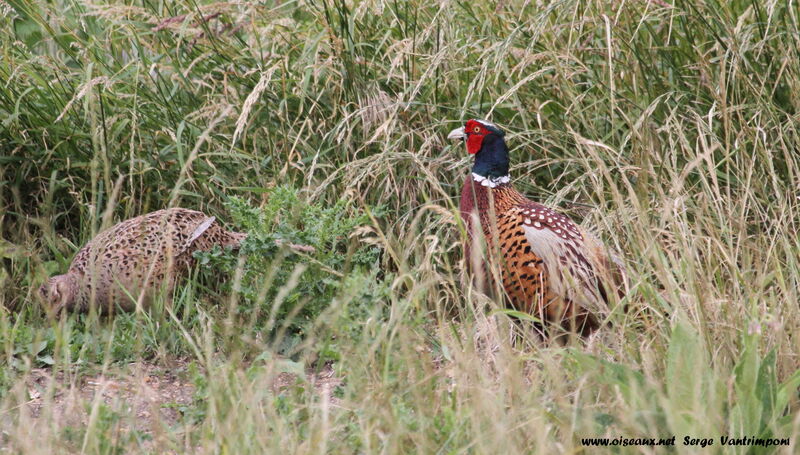 Common Pheasant adult, Behaviour