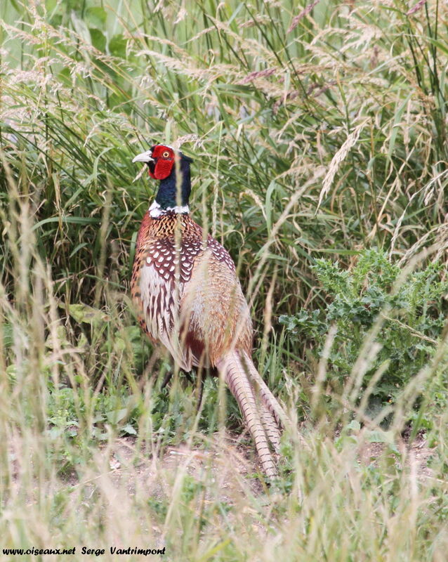 Common Pheasant male adult, Behaviour