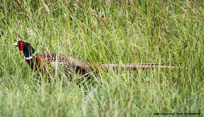 Common Pheasant male adult, Behaviour