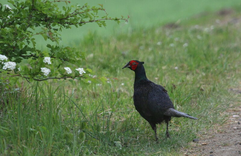 Common Pheasant male, Behaviour