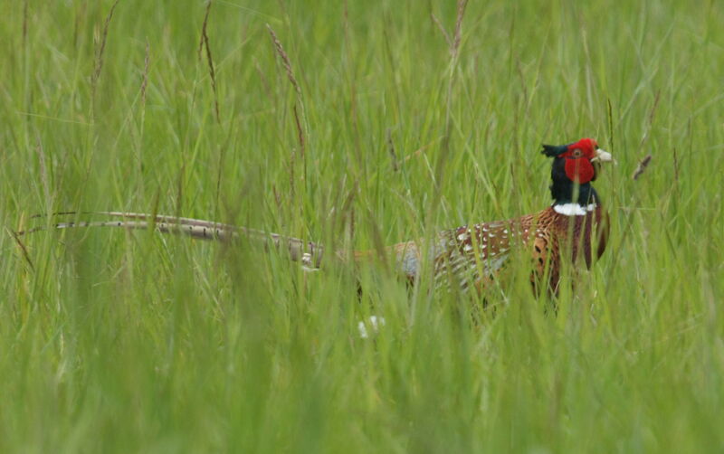 Common Pheasantadult, Behaviour