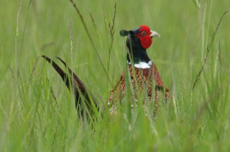 Common Pheasantadult, Behaviour