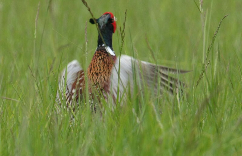 Common Pheasantadult, Behaviour