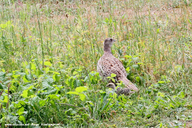 Common Pheasant female adult, Behaviour