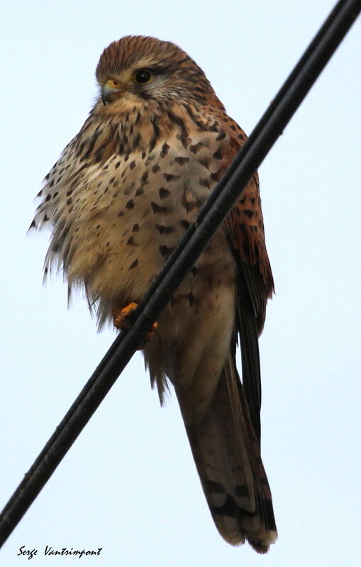 Common Kestreladult, Behaviour