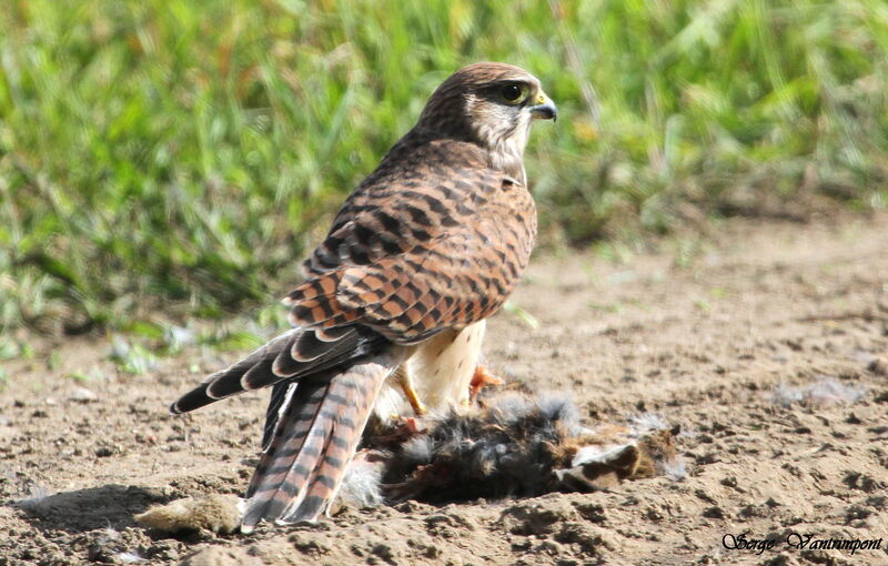 Common Kestreladult, feeding habits