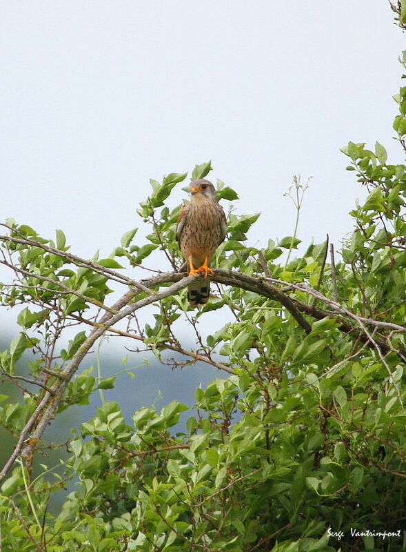 Common Kestrel, Flight