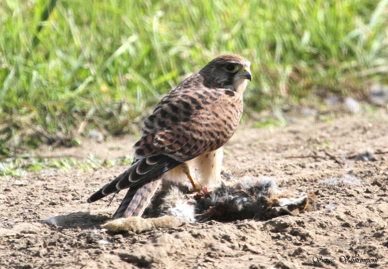 Common Kestreladult, feeding habits