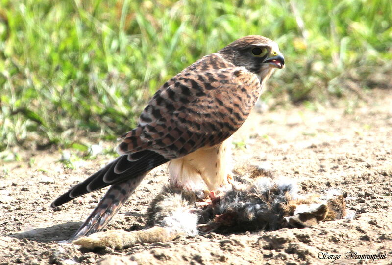 Faucon crécerelleadulte, régime