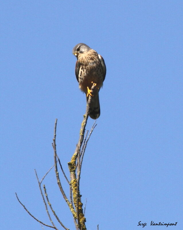 Common Kestreljuvenile, Behaviour