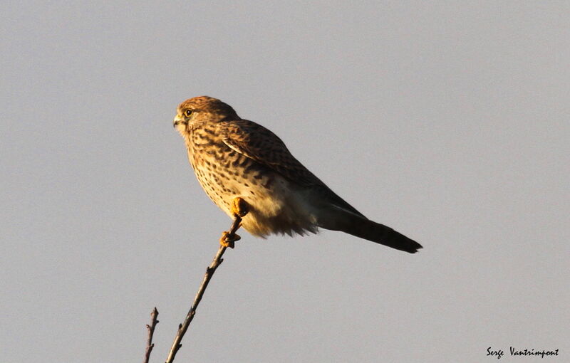 Common Kestreladult, Behaviour